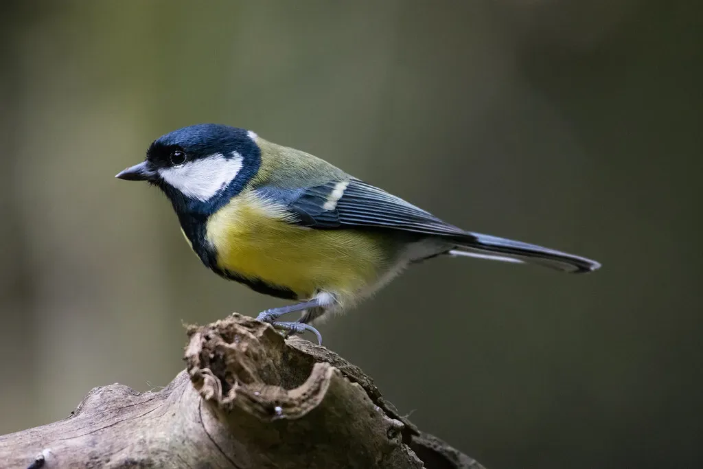 Regional Dialects and Cultural Transmission Among Bird Populations (Image Credits: Flickr)