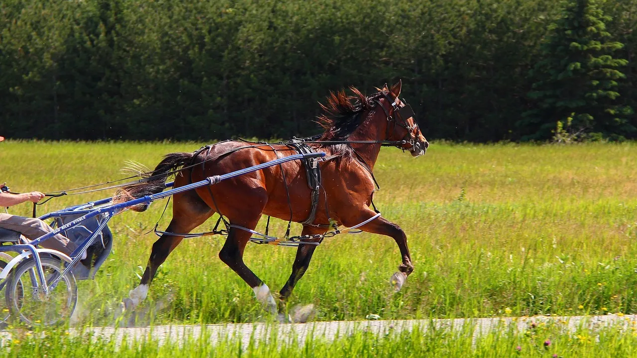 Standardbred Driving Horses in Commercial Use: Calm and Rotational (Image Credits: Pixabay)