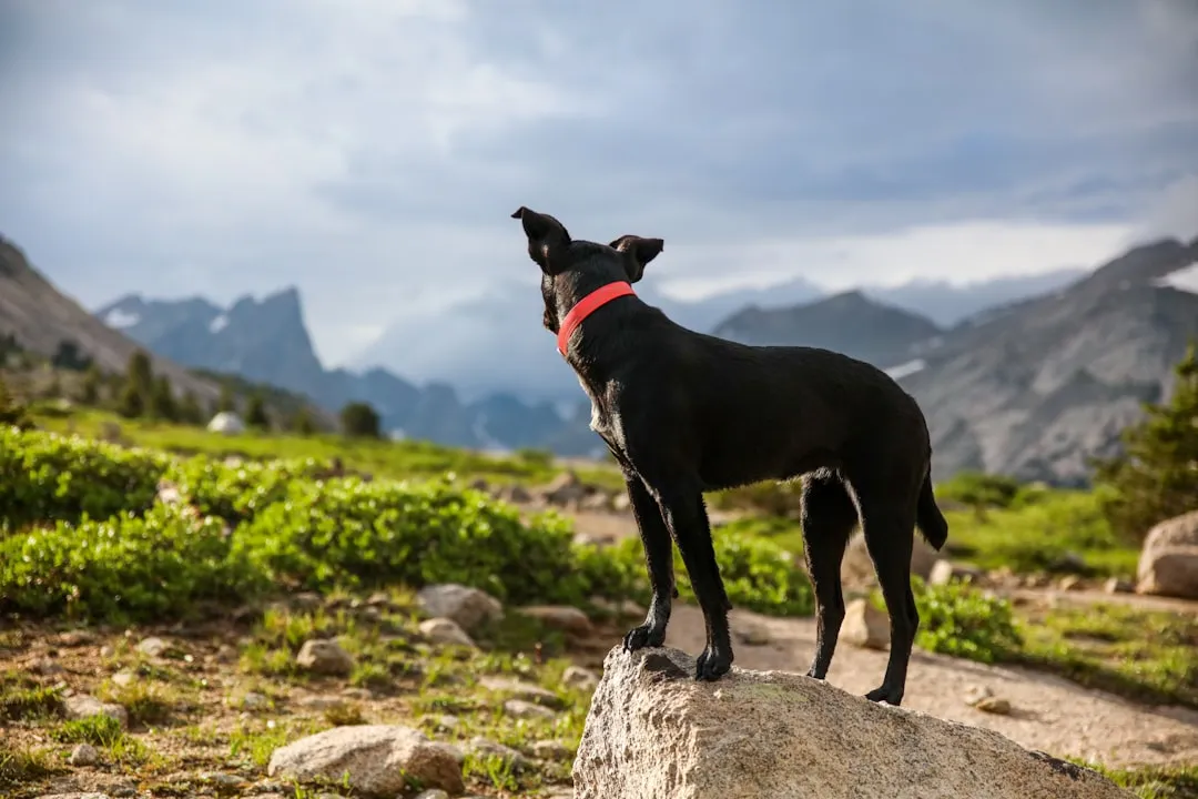 #11 - Alpine Spaniel (Image Credits: Unsplash)