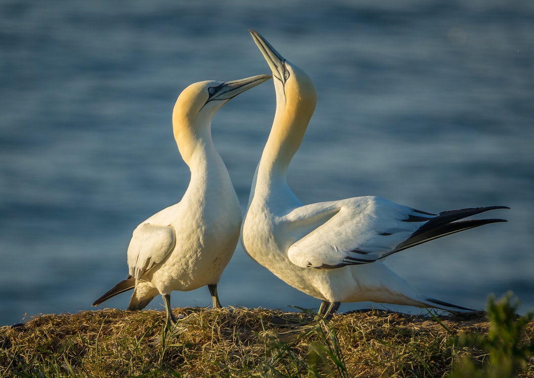 Albatrosses: Ocean Wanderers with Lifelong Bonds (Image Credits: Unsplash)