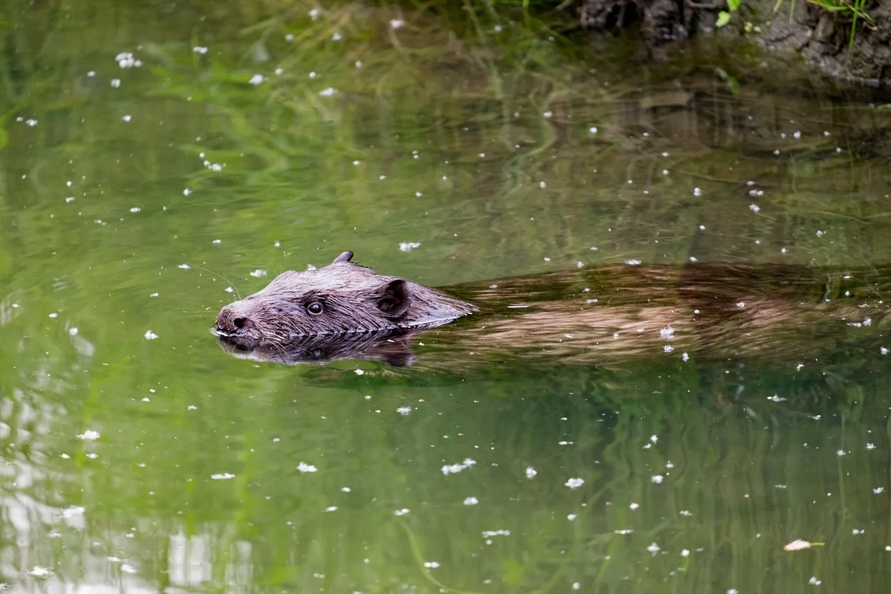 #2 What happens the moment a beaver hears a leak (Image Credits: Pixabay)