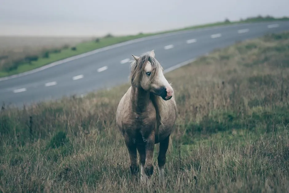 Loneliness in a Herd Animal: Subtle but Serious (Image Credits: Pexels)