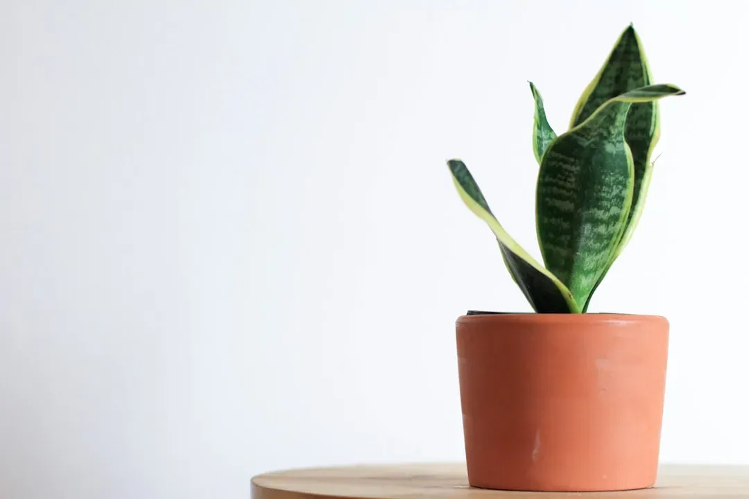 1. Snake Plant: The Tough Survivor (Image Credits: Unsplash)