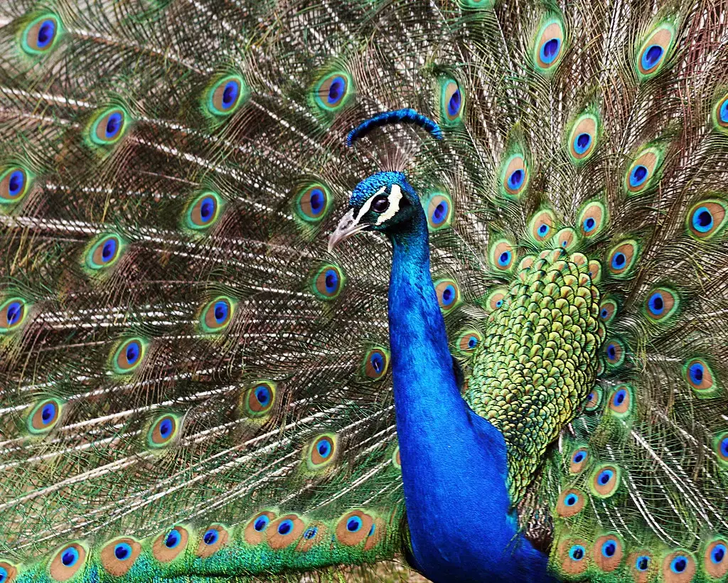 Leo (July 23 &ndash; August 22): The Peacock (Image Credits: Flickr)