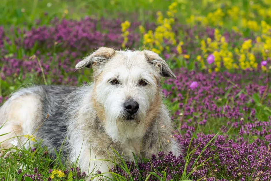 #10 - Glen of Imaal Terrier: The Best Terrier No One's Heard Of (Image Credits: Pexels)