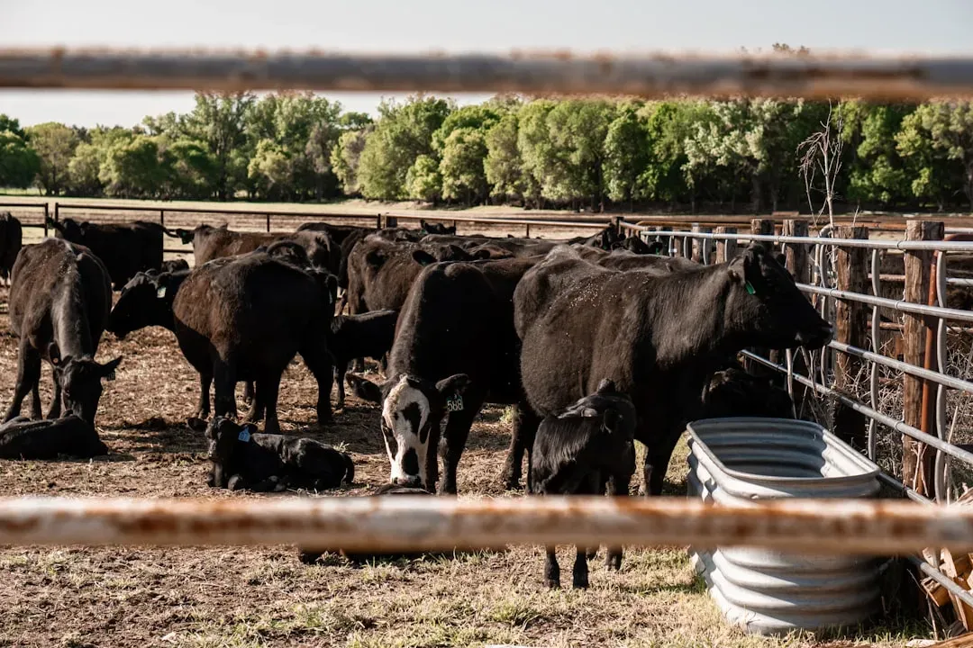 Nebraska's Cattle Feeding Powerhouse (Image Credits: Unsplash)