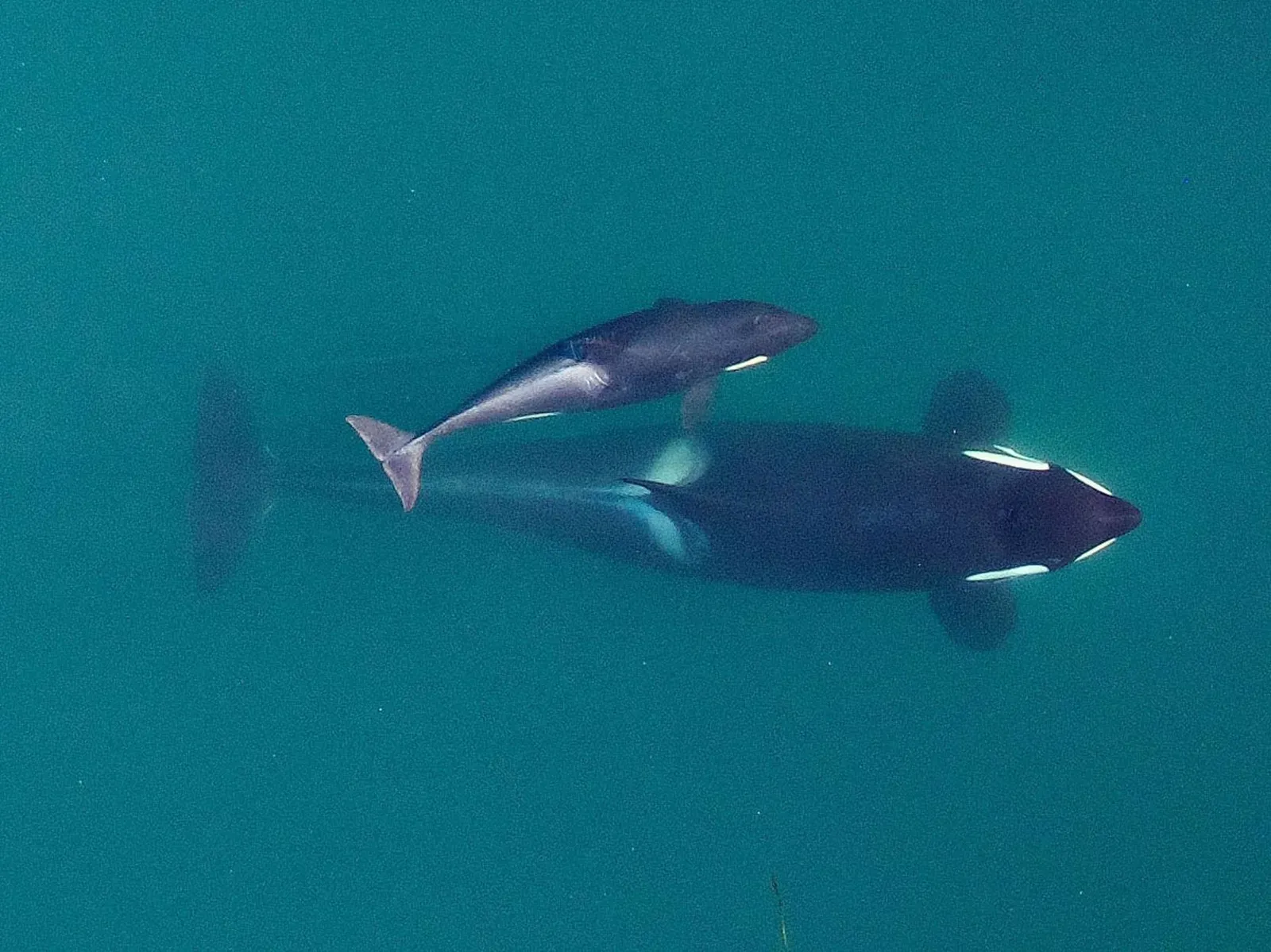 Orcas: Lifelong Maternal Bonds (Image Credits: Wikimedia)