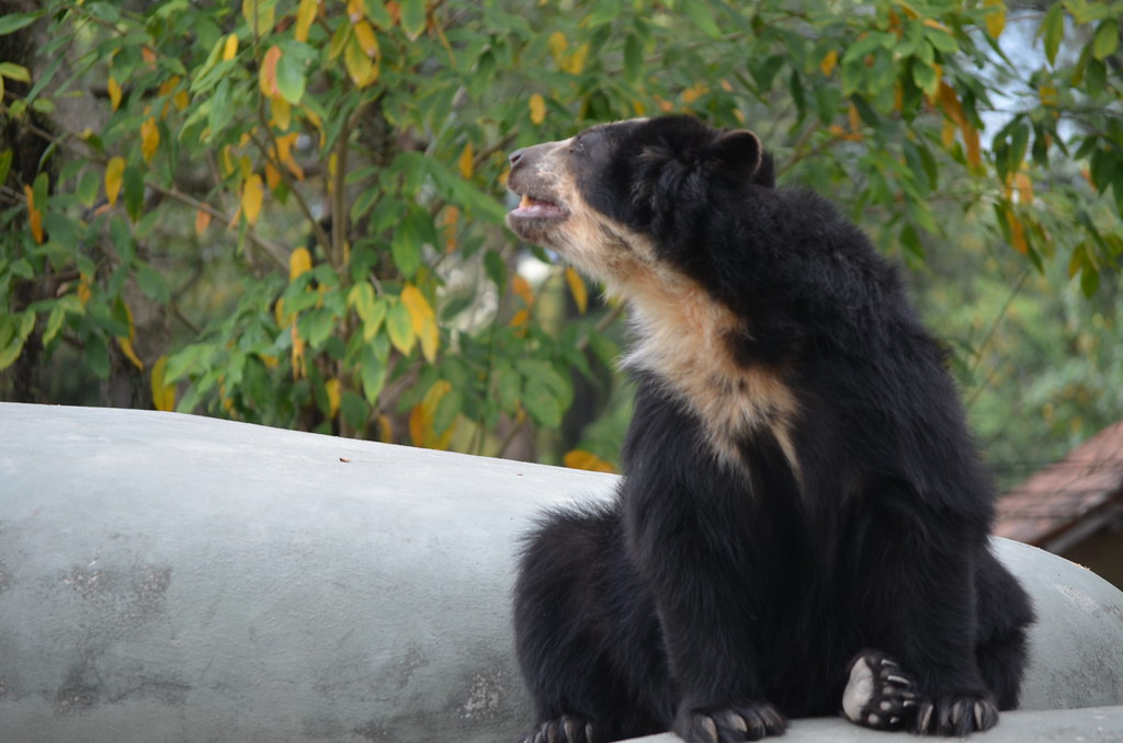 Virgo and the Analytical Bear (Image Credits: Flickr)
