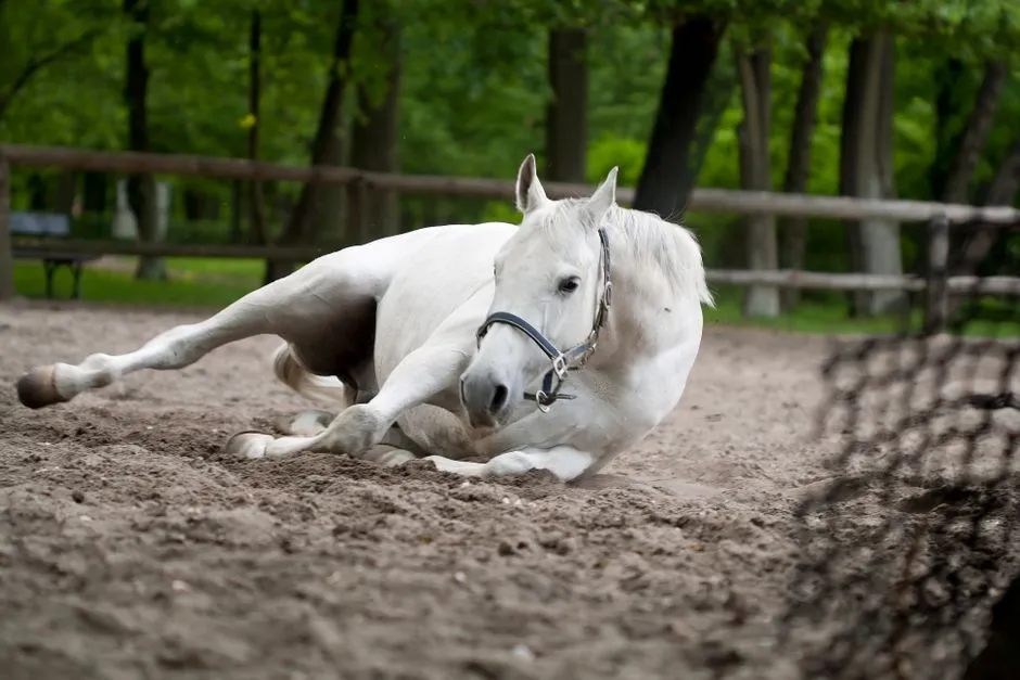 #3 - High-Level Eventer (Any Breed) (Image Credits: Pexels)