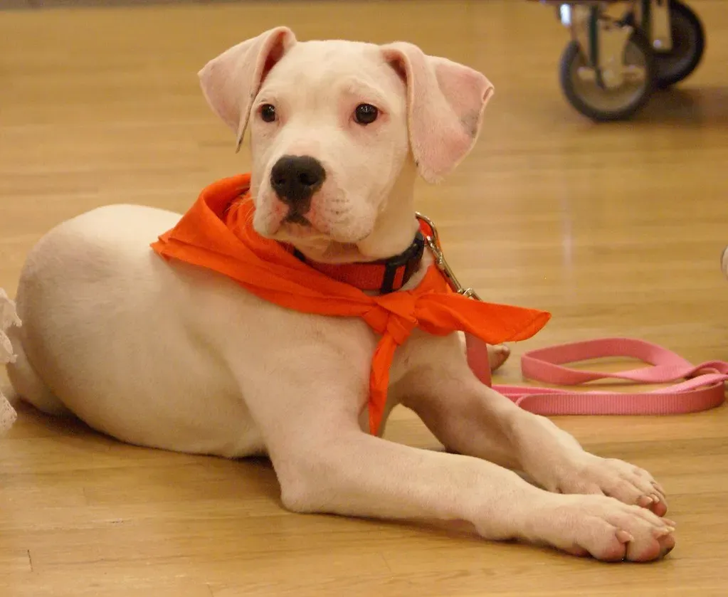 Myth 5: Pit Bulls Are All the Same Breed (Image Credits: Flickr)
