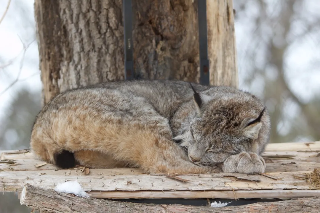 What Bobcats Eat When They Live Near Us (Image Credits: Unsplash)