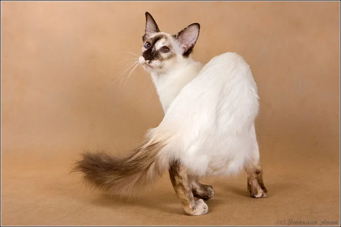 #34 - Balinese: Long-Haired Siamese Brains in a Calm Cocoon (dizigner.ru, CC BY-SA 3.0)