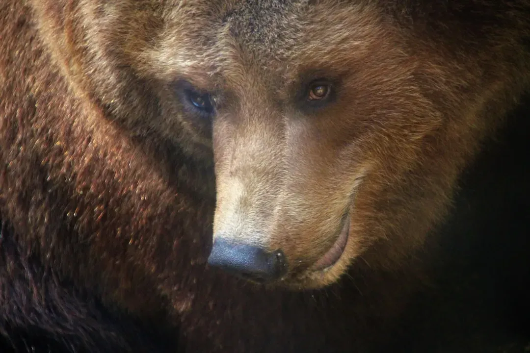 2. Bear: The Most Powerful Nose on Land (Image Credits: Unsplash)