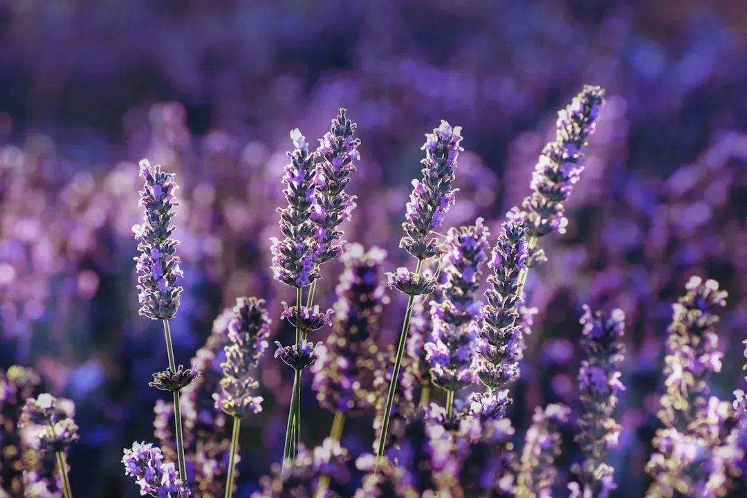 Lavender Hyssop (Agastache foeniculum): The Underestimated Pollinator Magnet (Image Credits: Unsplash)