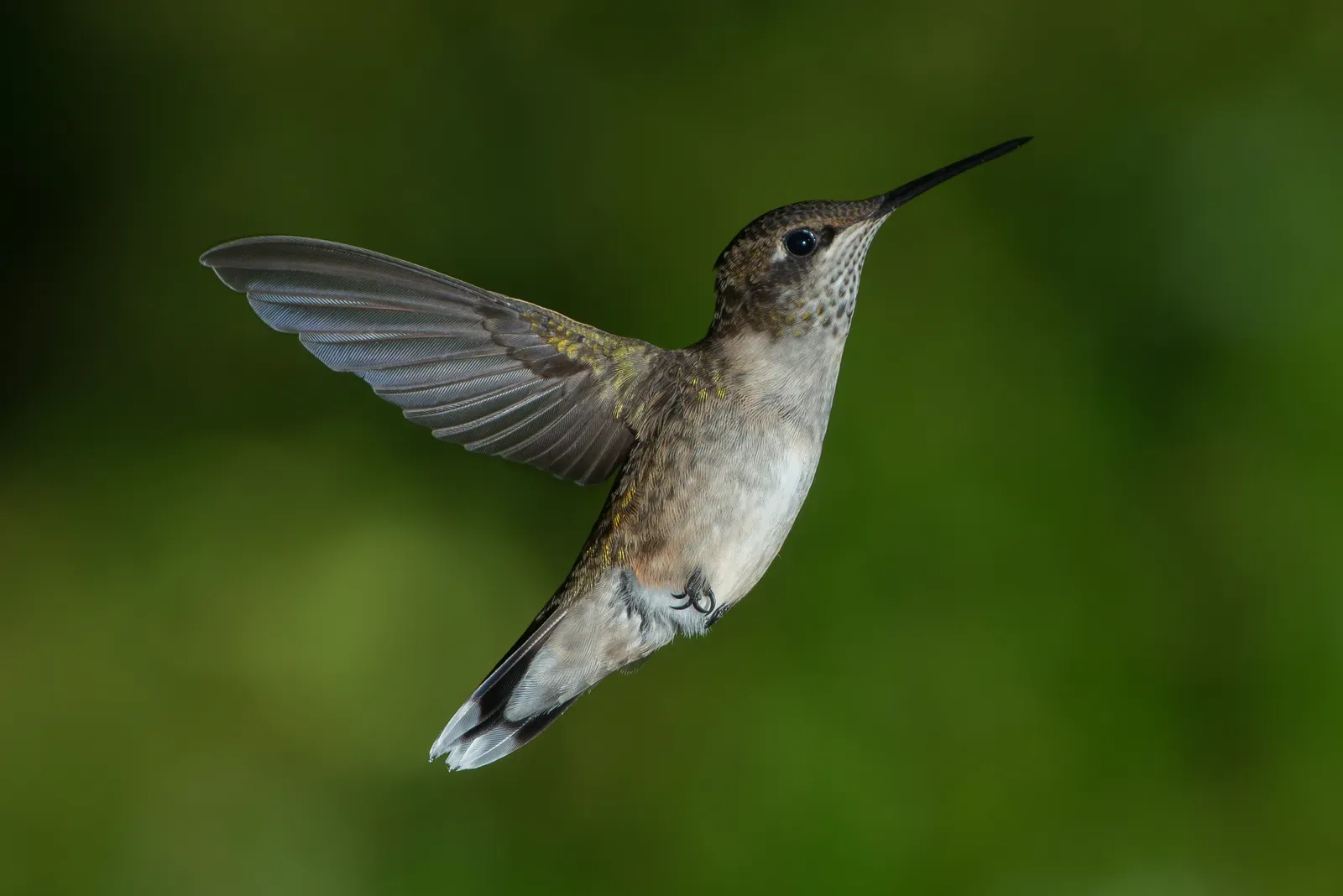 #2. Texas: Size, Diversity, and a Year-Round Presence (By Pslawinski, CC BY-SA 3.0)