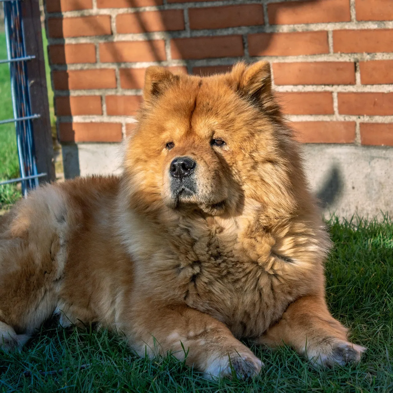 #14 - The Chow Chow That Used to Guard Every Driveway (Image Credits: Pixabay)