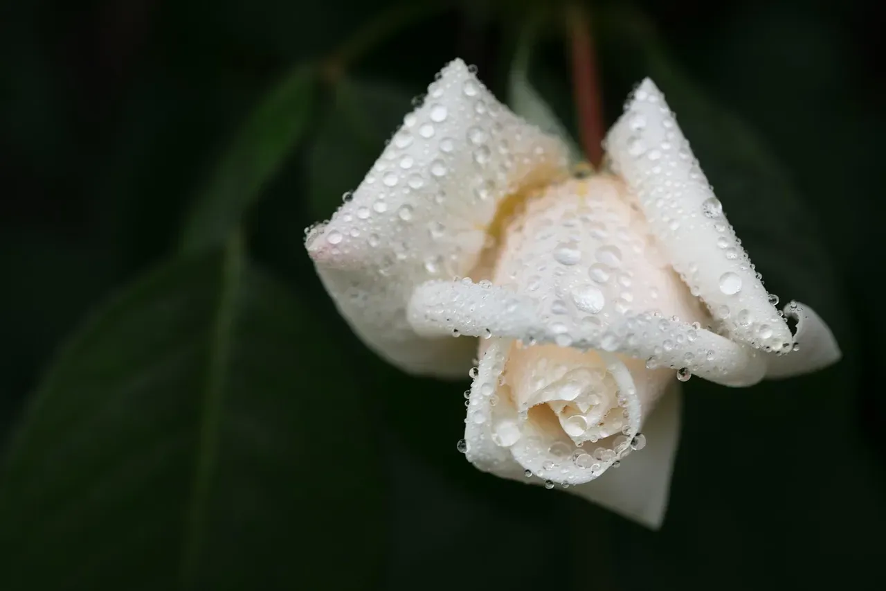 Cancer (June 21 – July 22): White Rose (Image Credits: Pixabay)