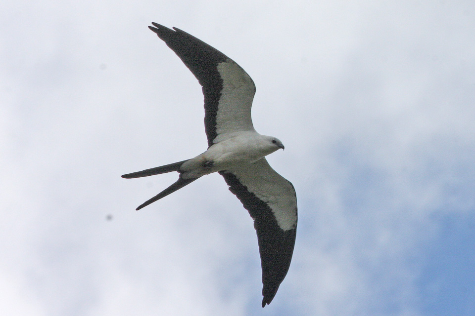 Swallow-tailed Kite (Image Credits: Wikimedia)