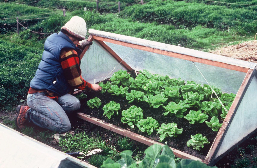 1. Floating Row Covers Made from Breathable Fabric (Image Credits: Flickr)