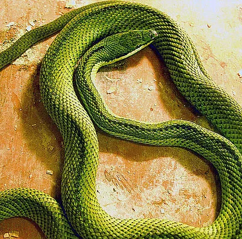 3. The Green Anaconda: The World's Largest Snake (Image Credits: Flickr)