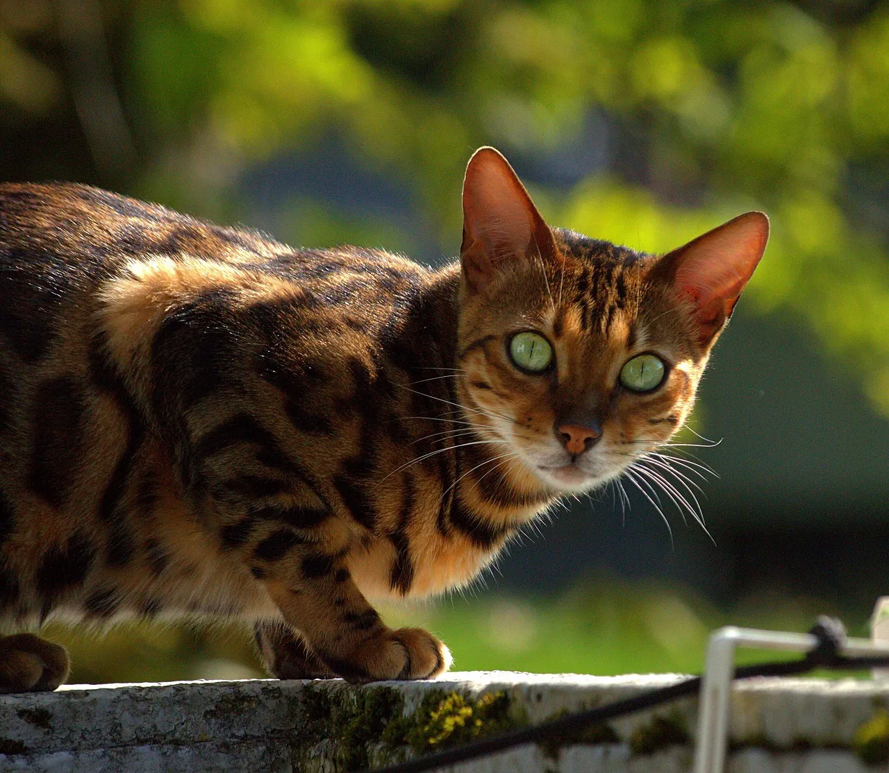#18 - Bengal (Image Credits: Pixabay)