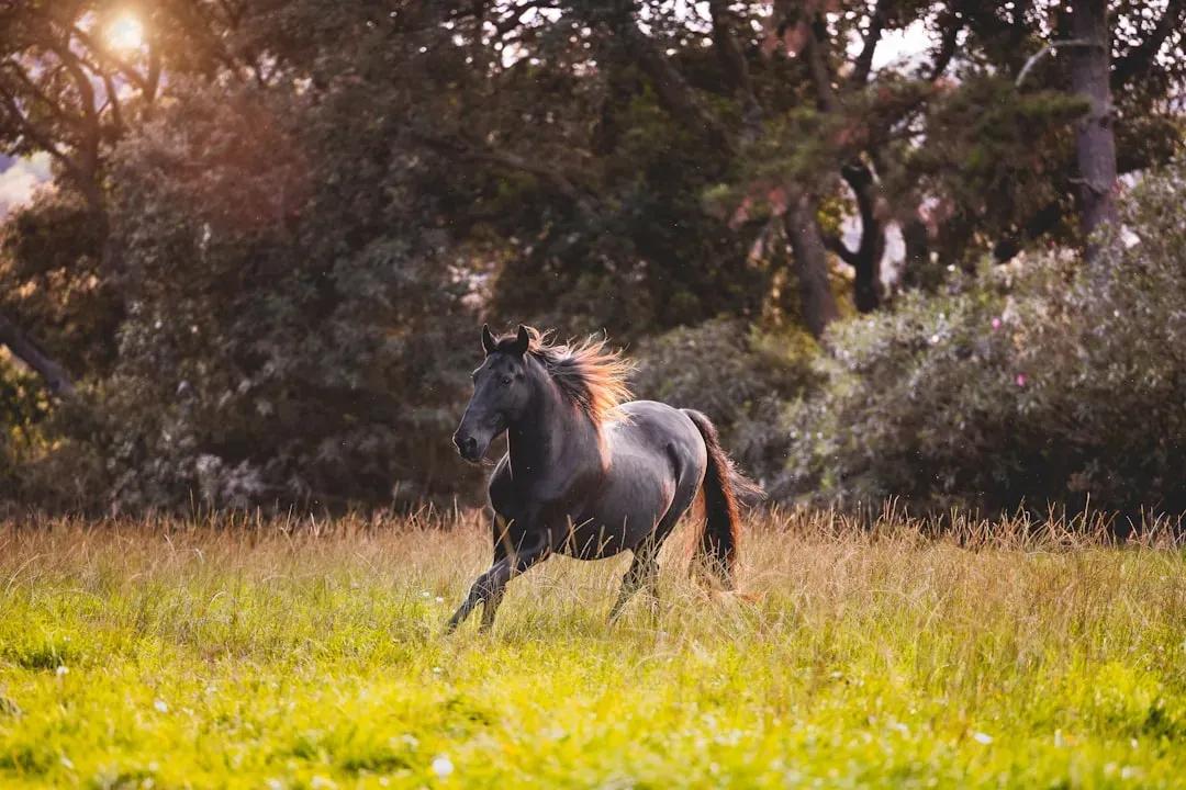 #14 – Andalusian Horses (Image Credits: Unsplash)