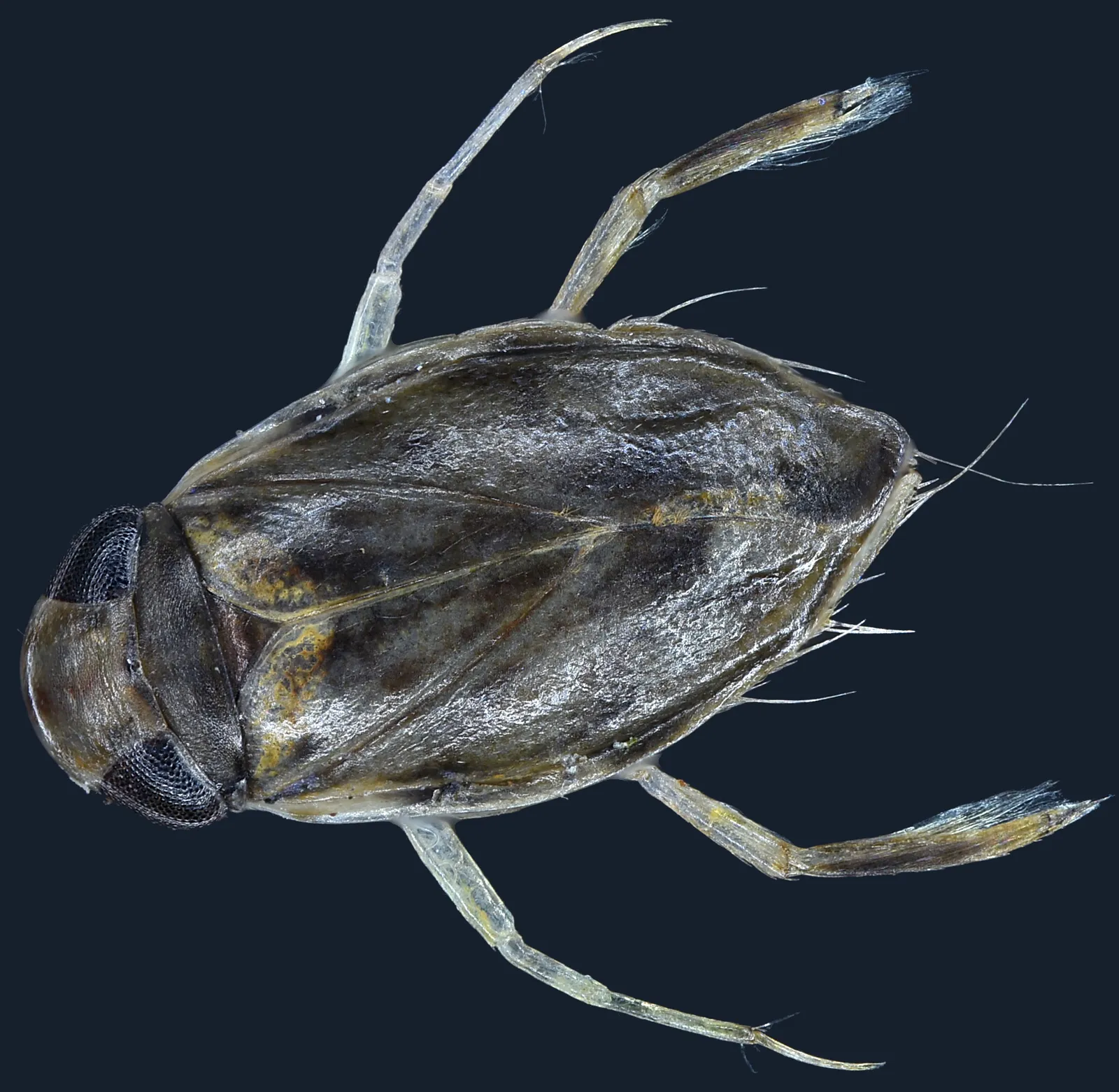 Astonishing Acoustic Abilities of the Water Boatman (By ExaVolt, CC BY-SA 4.0)