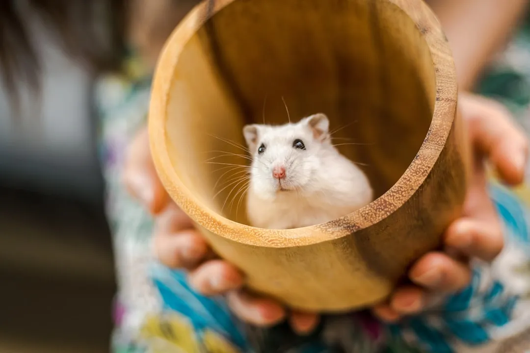 Cancer: The Nurturing Hamster (Image Credits: Unsplash)