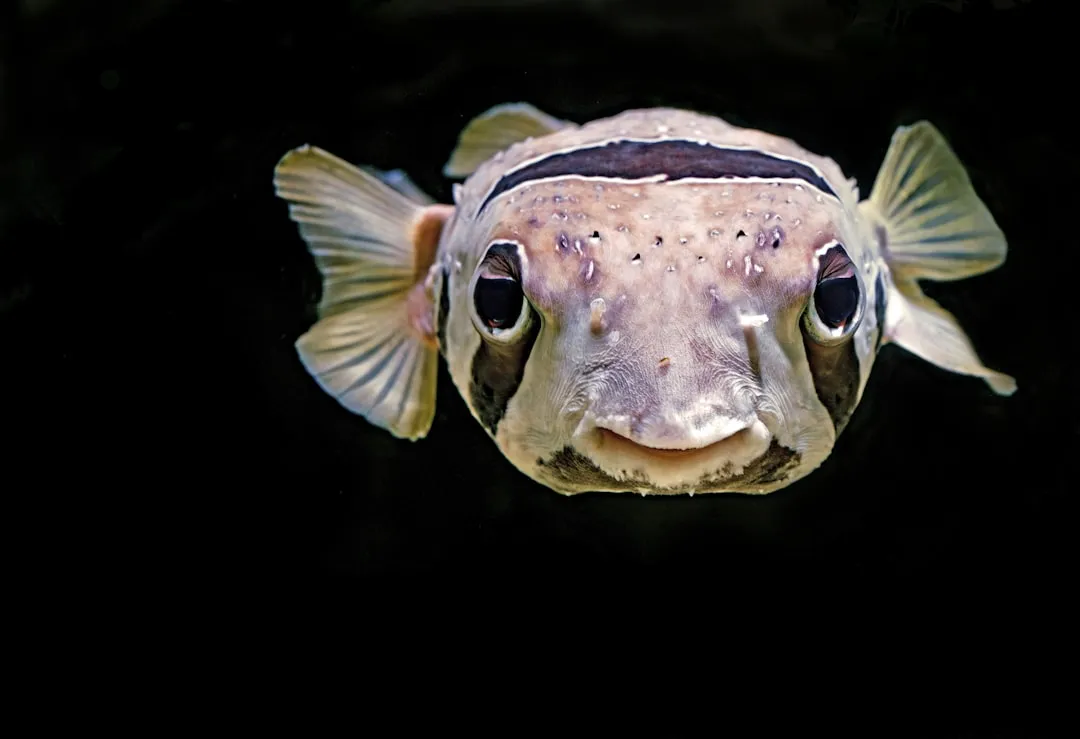 What Cleaner Fish Actually Did in Front of a Mirror (Image Credits: Unsplash)