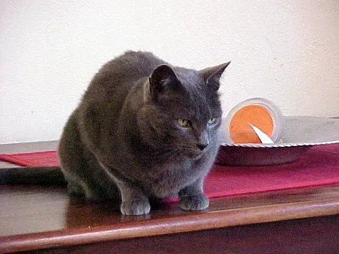 Conclusion: Small Creature, Enormous Impact (Image Credits: Flickr)