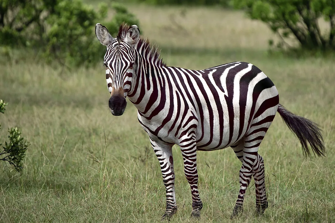 Conclusion: Cute Is Not the Same as Safe (Image Credits: Pixabay)