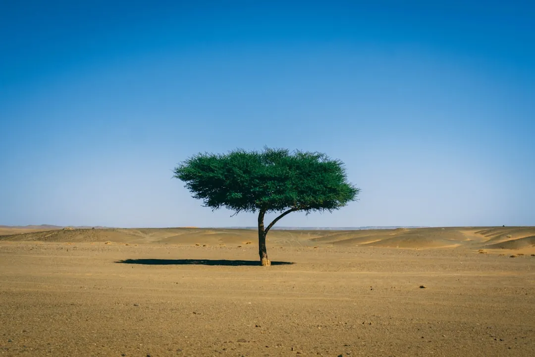 Lessons from the Past: Understanding Climate Dynamics (Image Credits: Unsplash)