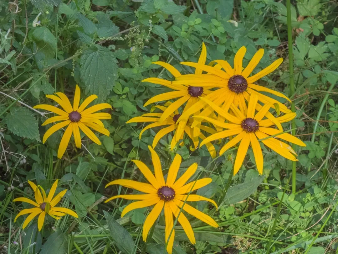 A Garden That Works With Summer, Not Against It (Image Credits: Unsplash)