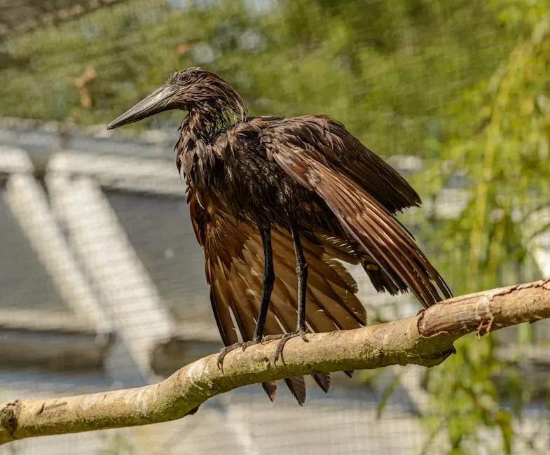 The Cow in Feathers: A Digestive System Like No Other (Image Credits: Pexels)