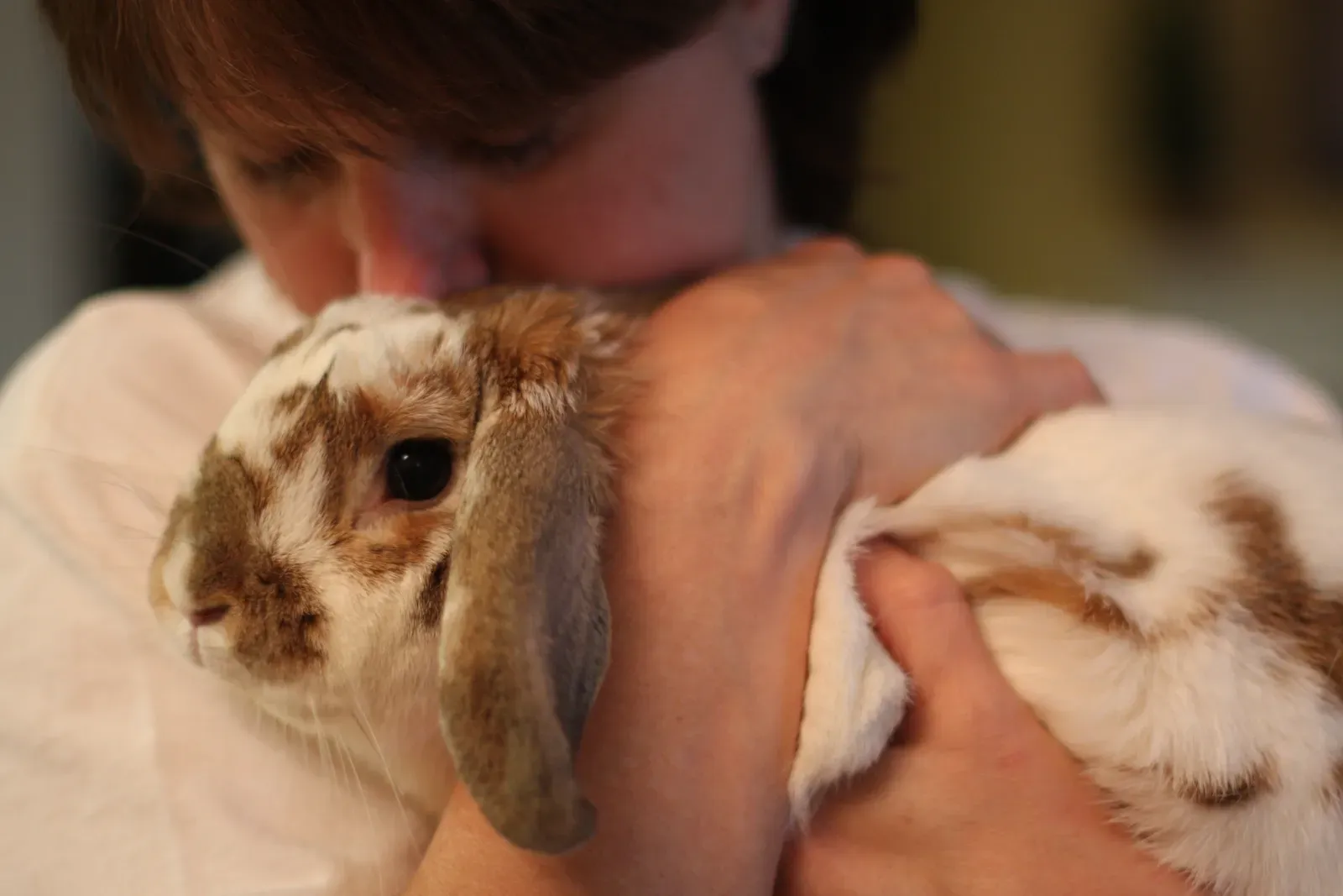 Rabbit: The Gentle Hopper with a Big Heart (Image Credits: Wikimedia)