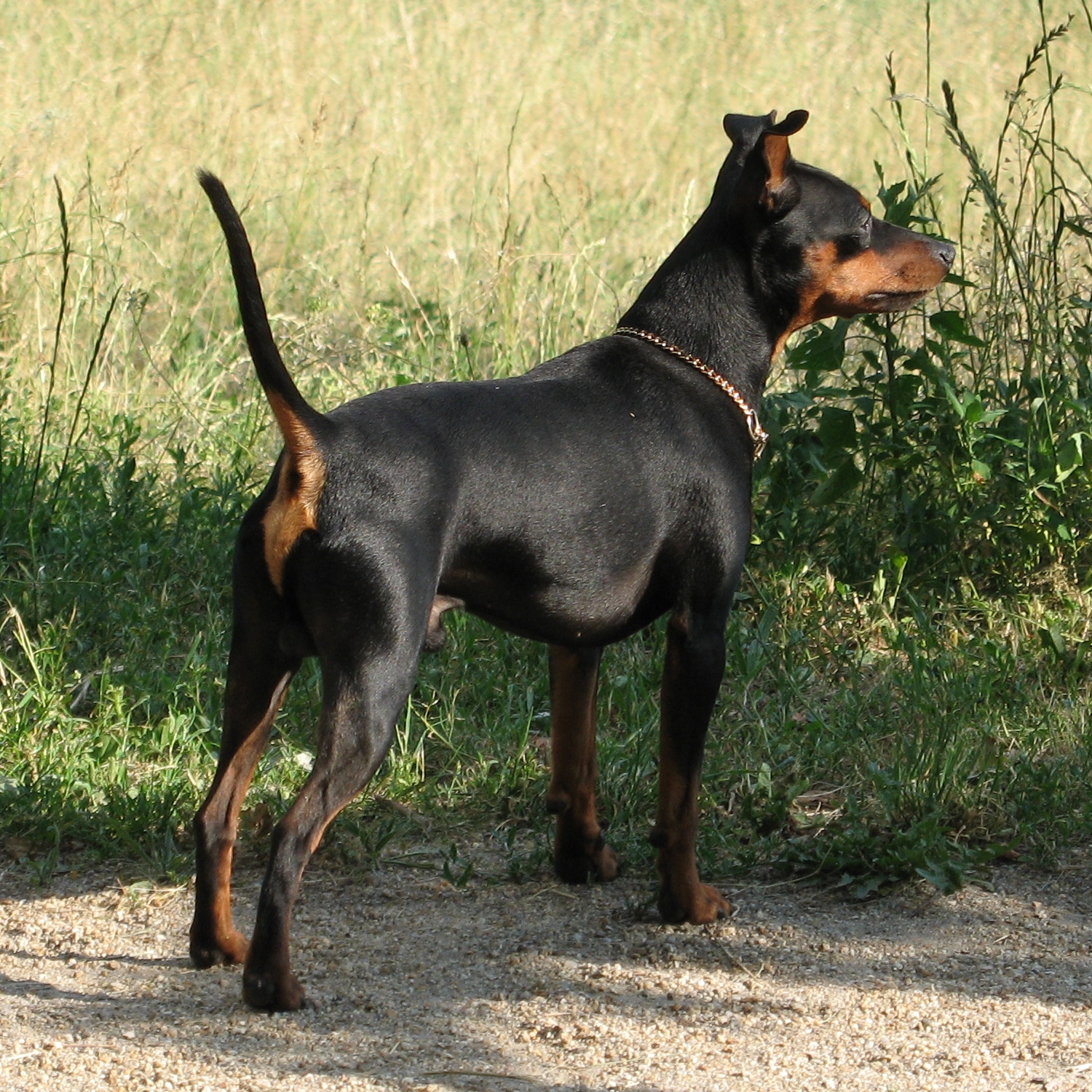 9. Miniature Pinscher (Image Credits: Wikimedia)