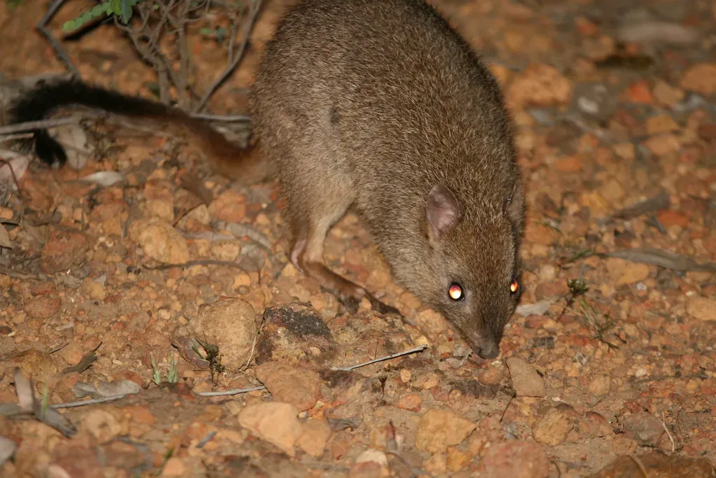 They Use Their Tails Like A Fifth Limb To Carry Nesting Materials (Image Credits: Wikimedia)