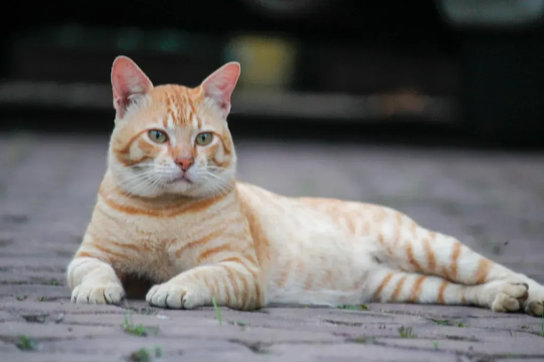 Wrapping It Up: Small Changes, Big Purrs (Image Credits: Unsplash)