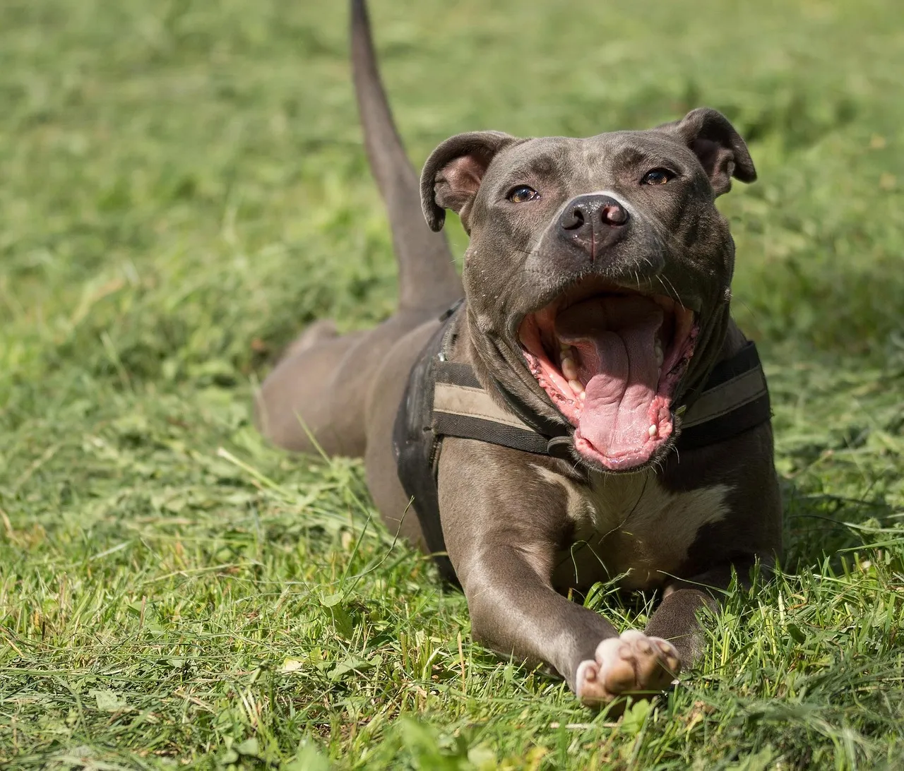 #1 - Pit Bull Terrier: The Breed Shelters Can't Stop Seeing (Image Credits: Pixabay)
