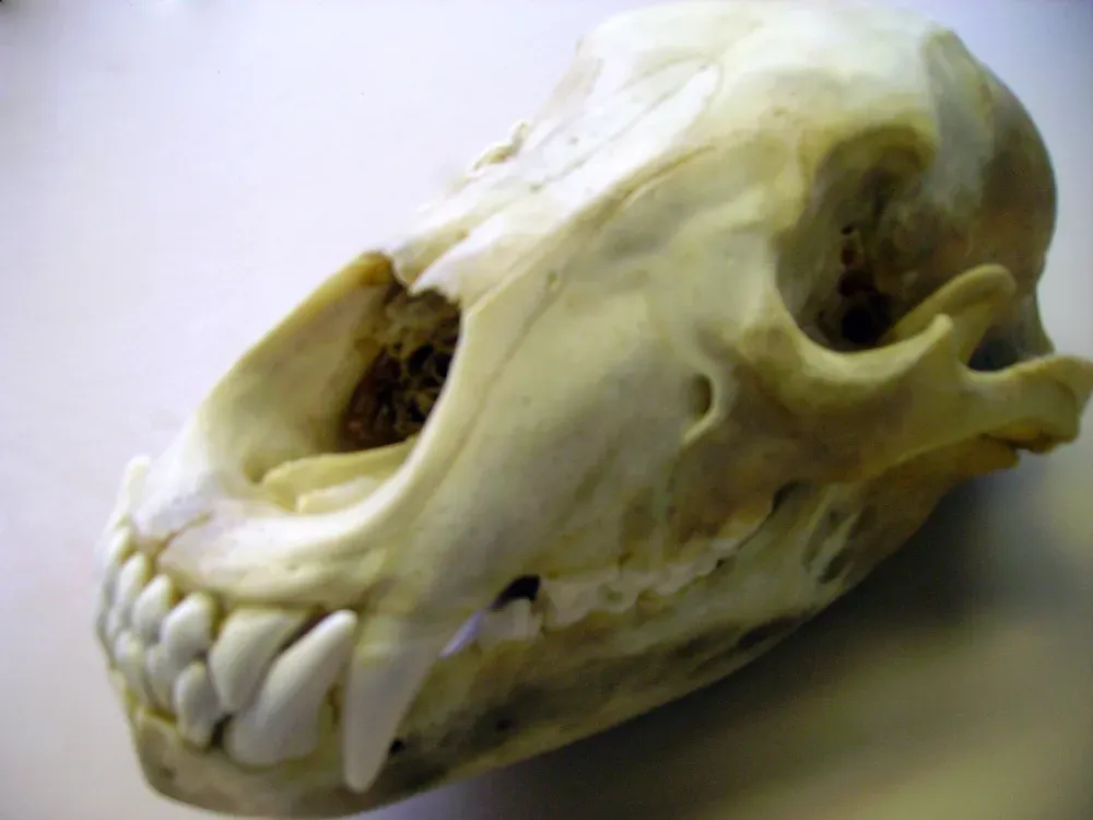 #5: How Boone and Crockett Measures Bears and Why It Matters (By thedemonhog, CC BY-SA 4.0)