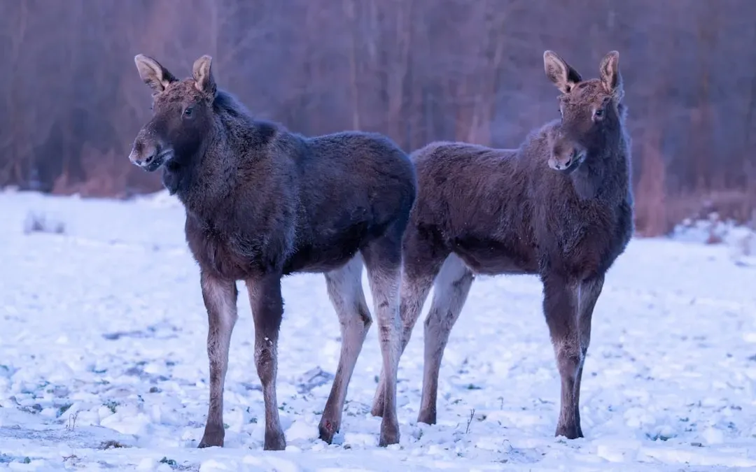 Conclusion: Winter's Survivors and What They Teach Us (Image Credits: Unsplash)