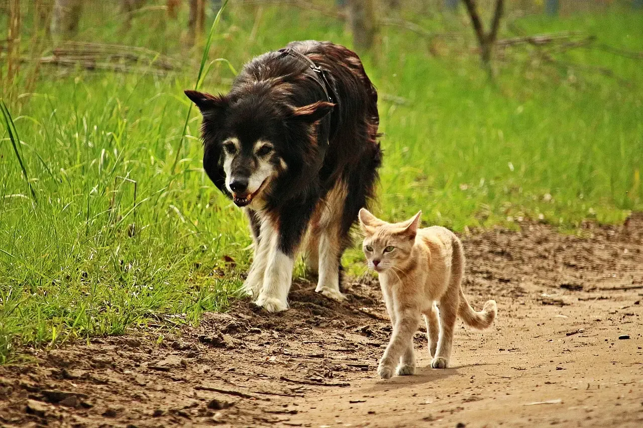 14. Collie: Lassie Would Never Chase Your Cat (Image Credits: Pixabay)