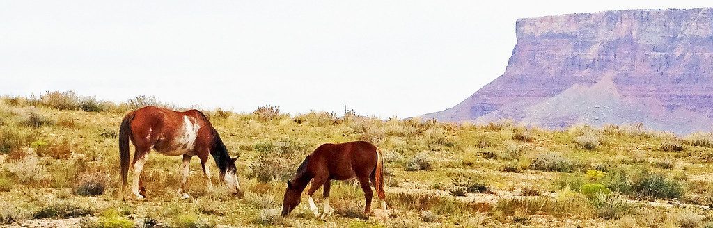 Arizona: Desert Survivors and the Salt River Horses (Image Credits: Flickr)