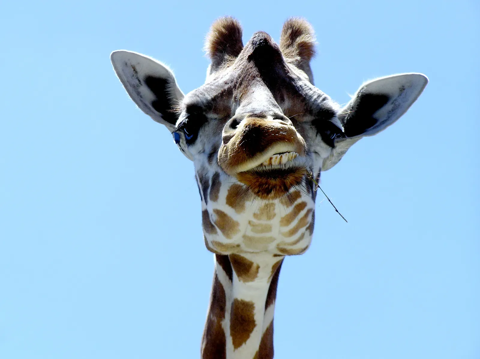 They Have Better Vision Than Any Other Hoofed Mammal (Image Credits: Wikimedia)