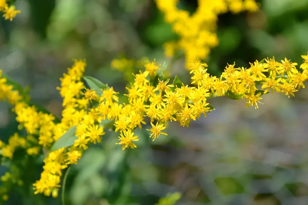 10. Goldenrod: Late-Season Lifeline (oliva732000, Flickr, CC BY-SA 2.0)