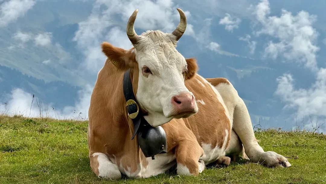 Farm Animals Under Scientific Surveillance (Image Credits: Unsplash)