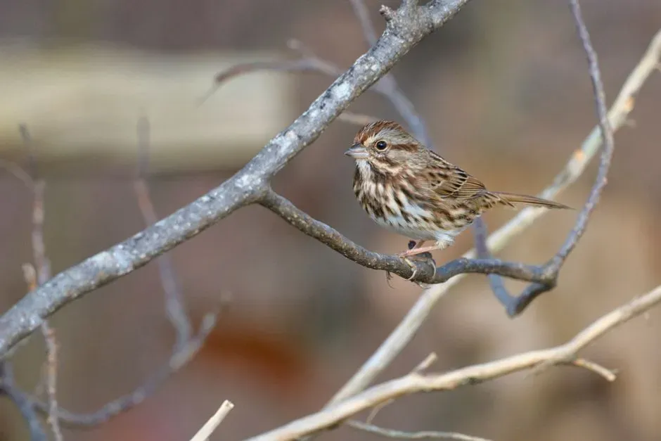 Song Sparrow (Image Credits: Pexels)