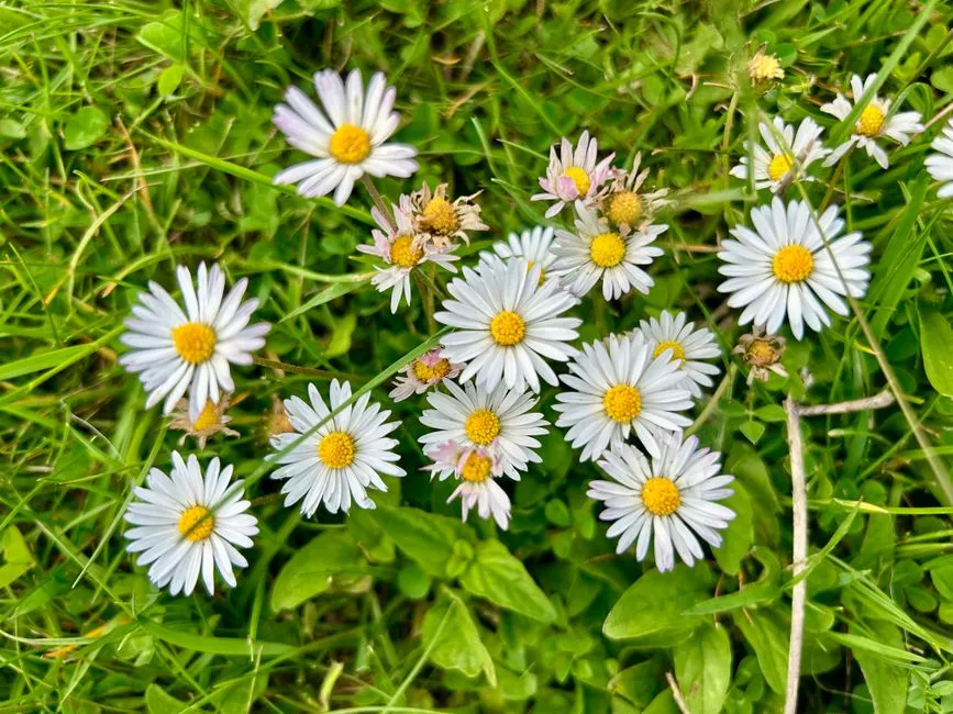 10. Sow or Maintain a Late-Season Wildflower or “Weed” Patch (Image Credits: Pexels)
