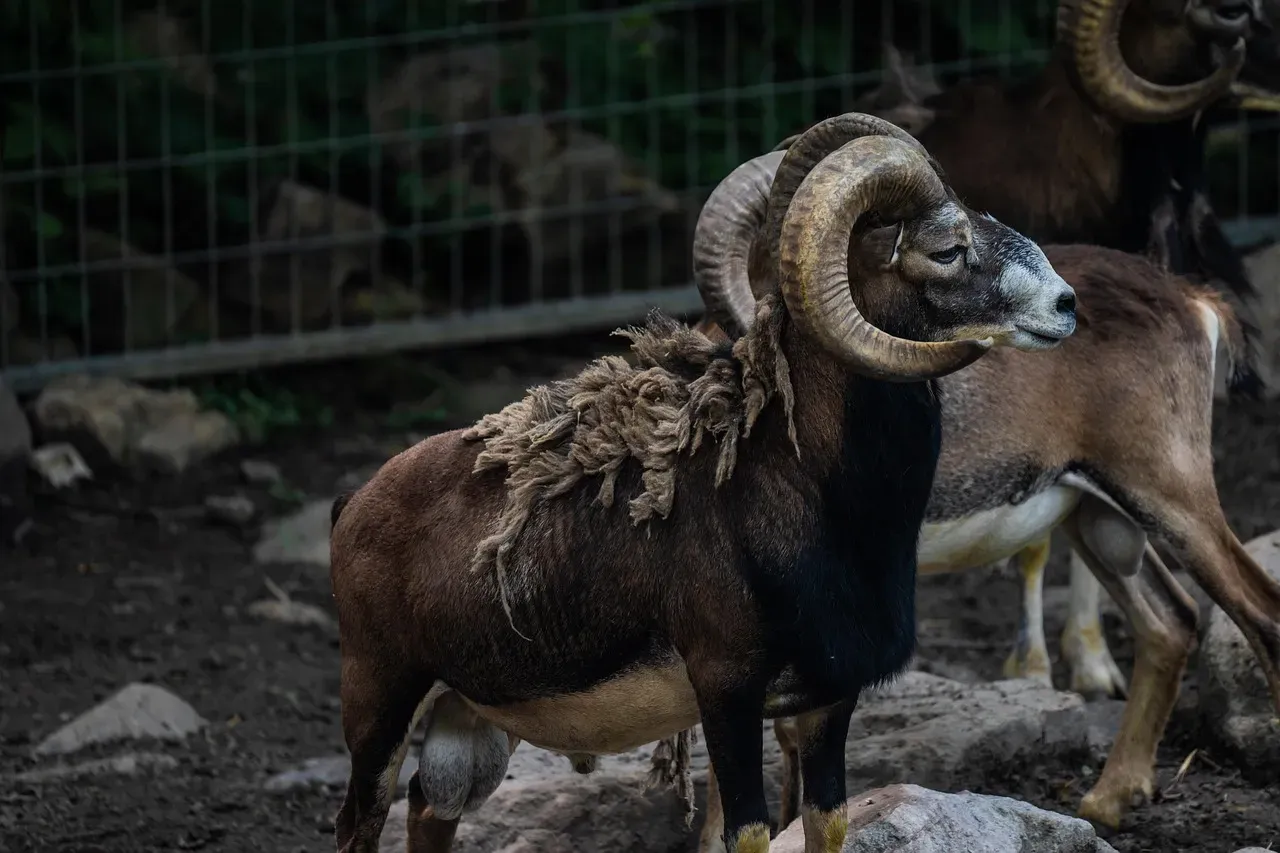 7. Tibetan Argali: Rare Mountain Sheep (Image Credits: Pixabay)
