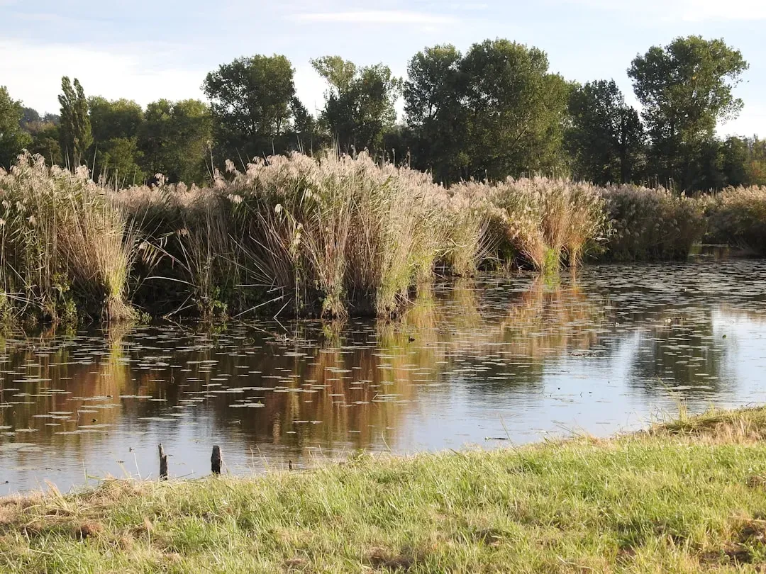 Wetlands Are Shrinking at a Pace That Should Alarm Everyone (Image Credits: Unsplash)